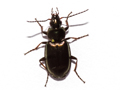 Agonum muelleri